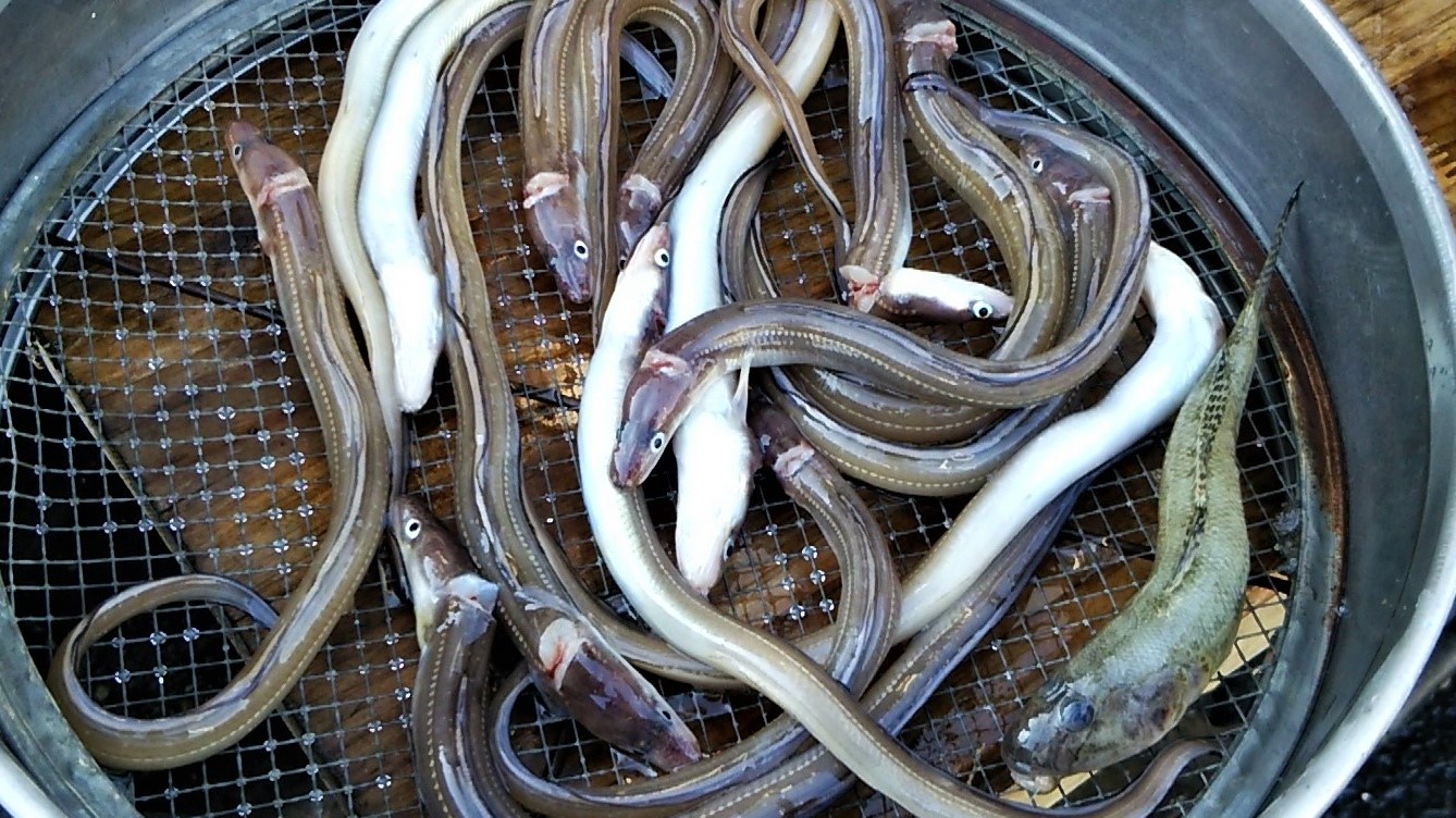 小柴のアナゴの写真です。横浜市金沢区の柴漁港で揚がるアナゴです。